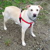 Wi Litter Trenton - ADOPTED 06.26.19