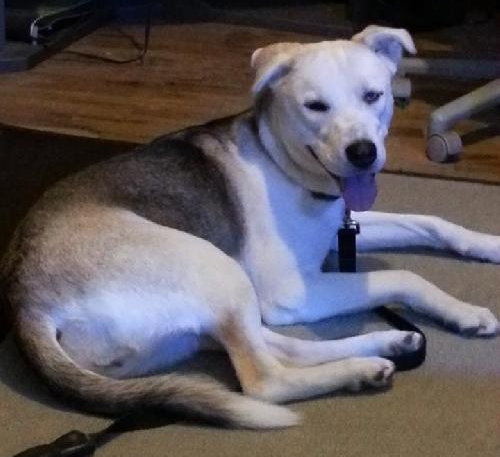 Phoenix-ADOPTED 09.23.13
