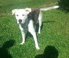 Phoenix-ADOPTED 09.23.13