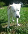 Phoenix-ADOPTED 09.23.13
