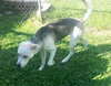 Phoenix-ADOPTED 09.23.13