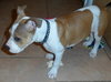 Diamonte - ADOPTED 09.28.13