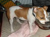 Diamonte - ADOPTED 09.28.13