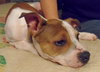 Diamonte - ADOPTED 09.28.13