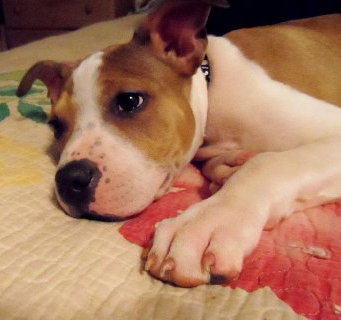 Diamonte - ADOPTED 09.28.13