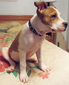 Diamonte - ADOPTED 09.28.13