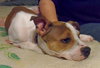 Diamonte - ADOPTED 09.28.13