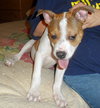 Diamonte - ADOPTED 09.28.13
