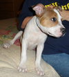 Diamonte - ADOPTED 09.28.13