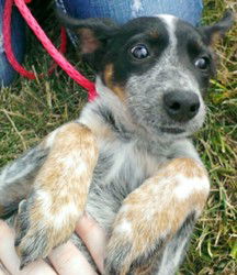 Xi Litter Rainbow - ADOPTED 10.18.13