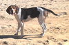 Summer-ADOPTED 10.29.13