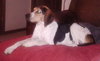Summer-ADOPTED 10.29.13