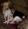 Summer-ADOPTED 10.29.13