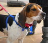 Summer-ADOPTED 10.29.13