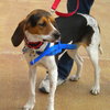 Summer-ADOPTED 10.29.13