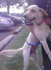 Marilyn Monroe-ADOPTED 10.19.13