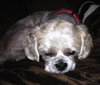 Bojangles-ADOPTED 10.23.13