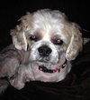 Bojangles-ADOPTED 10.23.13