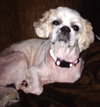 Bojangles-ADOPTED 10.23.13