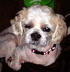 Bojangles-ADOPTED 10.23.13