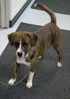 Booker-ADOPTED 02.15.14