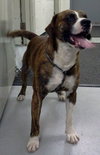 Booker-ADOPTED 02.15.14