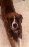 Booker-ADOPTED 02.15.14