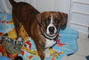 Booker-ADOPTED 02.15.14
