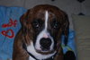 Booker-ADOPTED 02.15.14