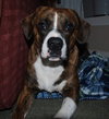 Booker-ADOPTED 02.15.14