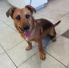 Ted E. Bear-ADOPTED 10.16.13
