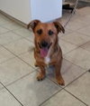 Ted E. Bear-ADOPTED 10.16.13
