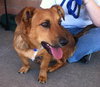 Ted E. Bear-ADOPTED 10.16.13