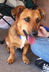 Ted E. Bear-ADOPTED 10.16.13