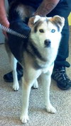 Sterling-ADOPTED 10.22.13