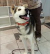 Sterling-ADOPTED 10.22.13