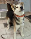 Sterling-ADOPTED 10.22.13
