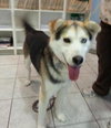 Sterling-ADOPTED 10.22.13