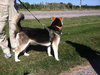 Sterling-ADOPTED 10.22.13