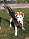 Sterling-ADOPTED 10.22.13