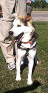 Sterling-ADOPTED 10.22.13