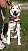 Sterling-ADOPTED 10.22.13
