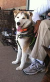 Sterling-ADOPTED 10.22.13