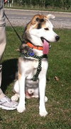 Sterling-ADOPTED 10.22.13