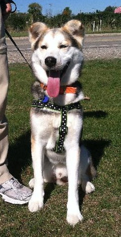 Sterling-ADOPTED 10.22.13