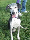 Amber â¥-ADOPTED 11.24.13