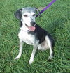 Amber â¥-ADOPTED 11.24.13