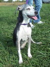 Amber â¥-ADOPTED 11.24.13
