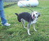 Amber â¥-ADOPTED 11.24.13