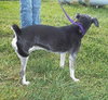 Amber â¥-ADOPTED 11.24.13